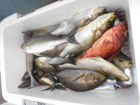 大進丸（愛知） 釣果