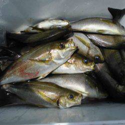 大進丸（愛知） 釣果