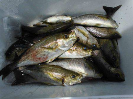 大進丸（愛知） 釣果