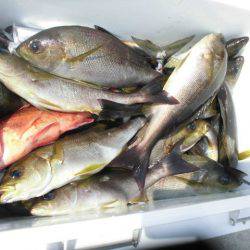 大進丸（愛知） 釣果