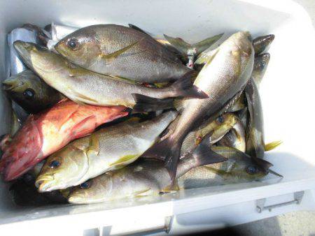 大進丸（愛知） 釣果