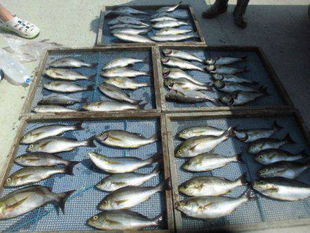 大進丸（愛知） 釣果