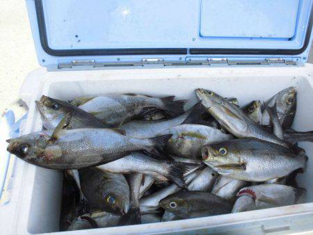 大進丸（愛知） 釣果