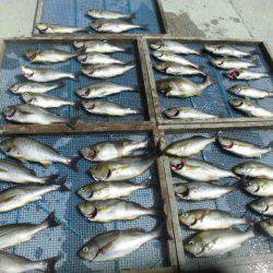 大進丸（愛知） 釣果