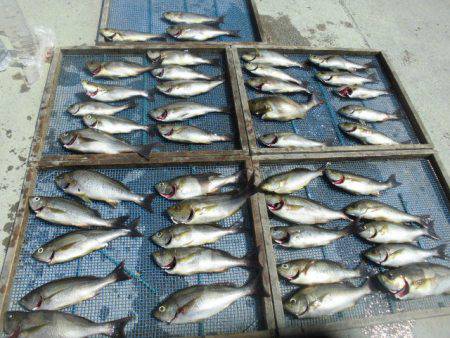 大進丸（愛知） 釣果