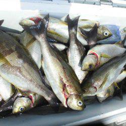 大進丸（愛知） 釣果