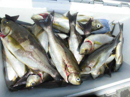 大進丸（愛知） 釣果