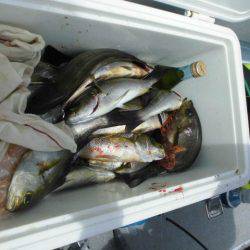 大進丸（愛知） 釣果