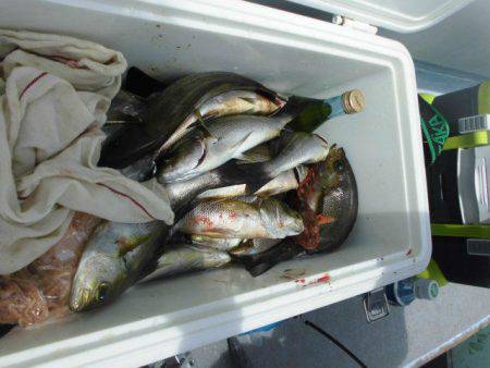 大進丸（愛知） 釣果