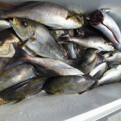 大進丸（愛知） 釣果