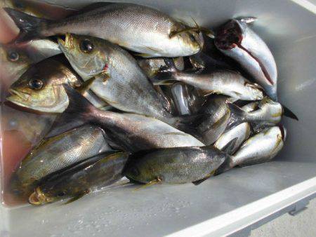 大進丸（愛知） 釣果