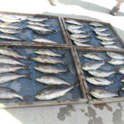 大進丸（愛知） 釣果