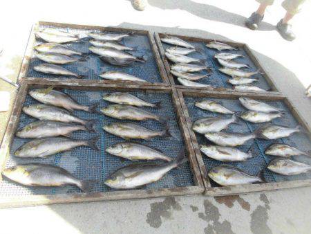 大進丸（愛知） 釣果