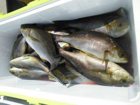 大進丸（愛知） 釣果