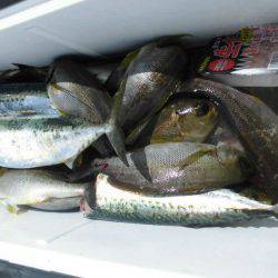 大進丸（愛知） 釣果