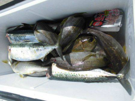 大進丸（愛知） 釣果