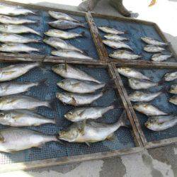 大進丸（愛知） 釣果