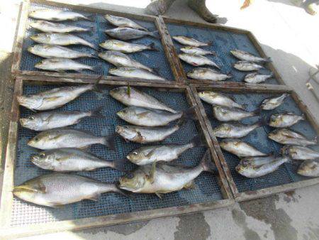 大進丸（愛知） 釣果