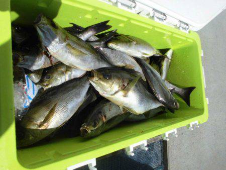 大進丸（愛知） 釣果