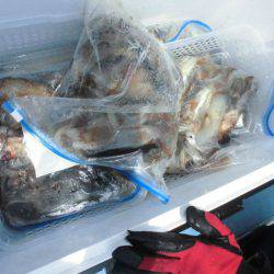 大進丸(愛知) 釣果