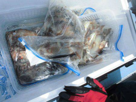 大進丸(愛知) 釣果