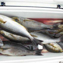 大進丸（愛知） 釣果