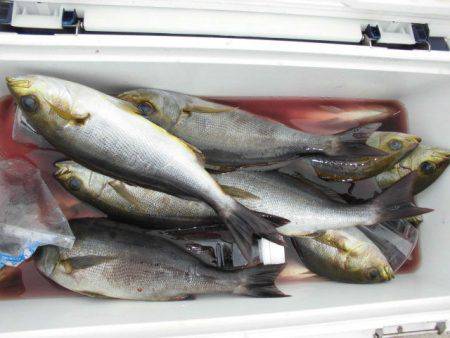 大進丸（愛知） 釣果