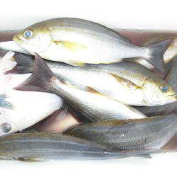 大進丸（愛知） 釣果