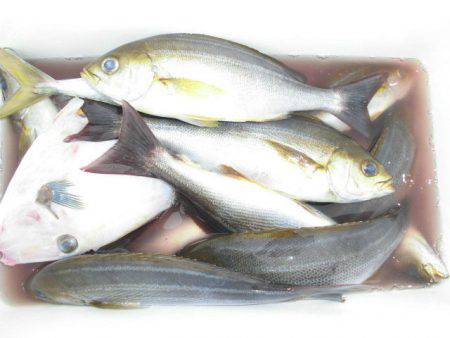 大進丸（愛知） 釣果