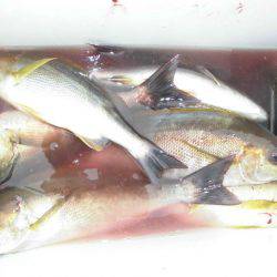 大進丸（愛知） 釣果