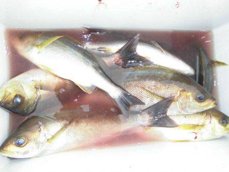 大進丸（愛知） 釣果