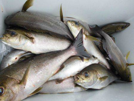 大進丸（愛知） 釣果