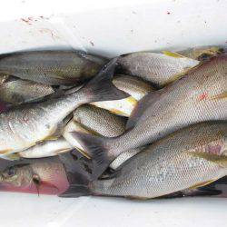 大進丸（愛知） 釣果