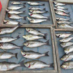 大進丸（愛知） 釣果