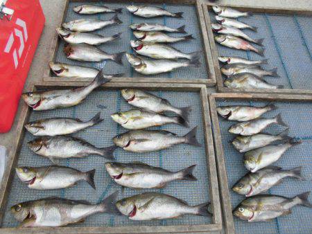 大進丸（愛知） 釣果