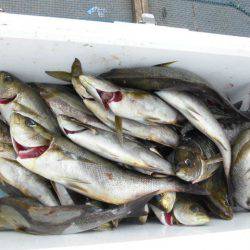 大進丸（愛知） 釣果