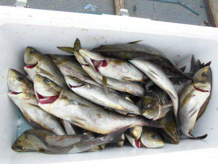 大進丸（愛知） 釣果