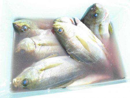 大進丸（愛知） 釣果