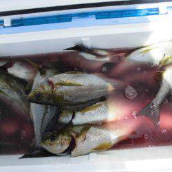 大進丸（愛知） 釣果