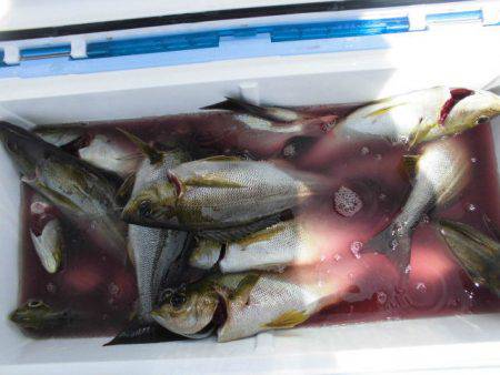 大進丸（愛知） 釣果