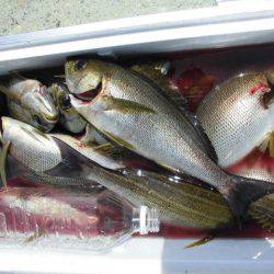 大進丸（愛知） 釣果