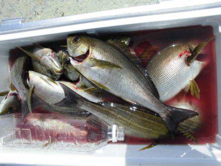 大進丸（愛知） 釣果