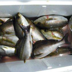 大進丸（愛知） 釣果