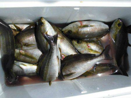 大進丸（愛知） 釣果