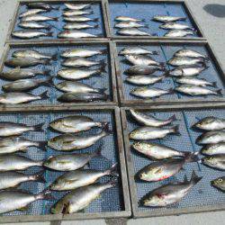 大進丸（愛知） 釣果