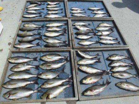 大進丸（愛知） 釣果