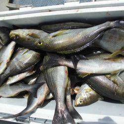 大進丸（愛知） 釣果