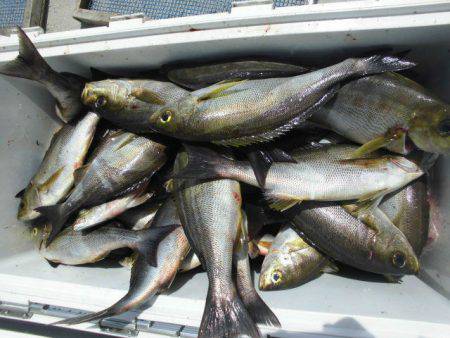 大進丸（愛知） 釣果