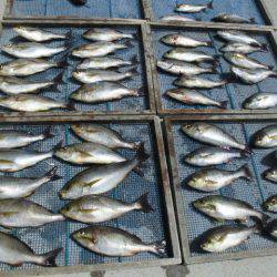 大進丸（愛知） 釣果