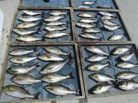 大進丸（愛知） 釣果